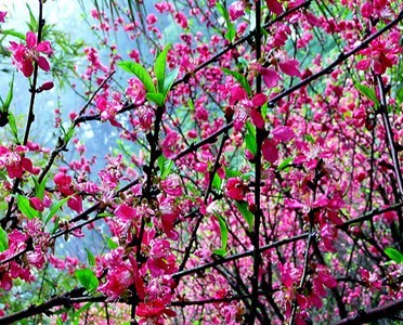 花花大世界桃花