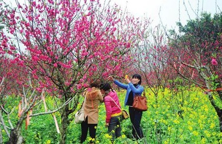 桃花红运