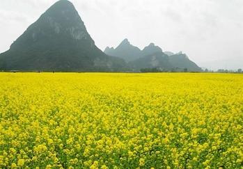 上林油菜花