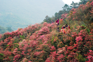 大明山花开
