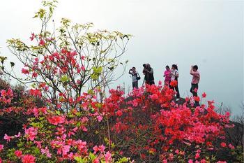 大容山杜鹃花满山红