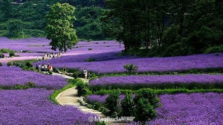 驾欧乡新街村薰衣草季节