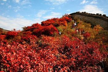 八达岭 红叶
