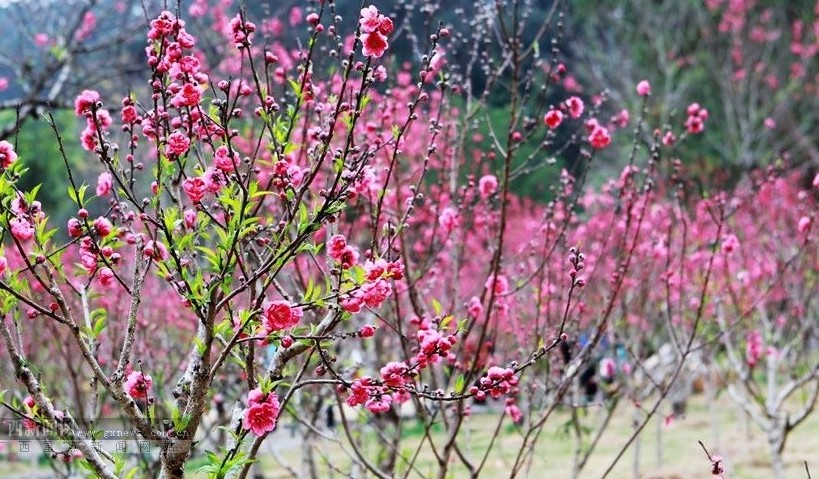 青秀山桃花