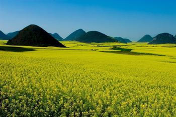 油菜花
