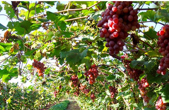 宜州葡萄