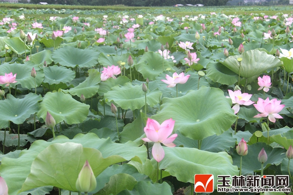 绿一休闲生态园