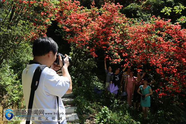 乐业杜鹃花