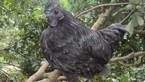 ڼ